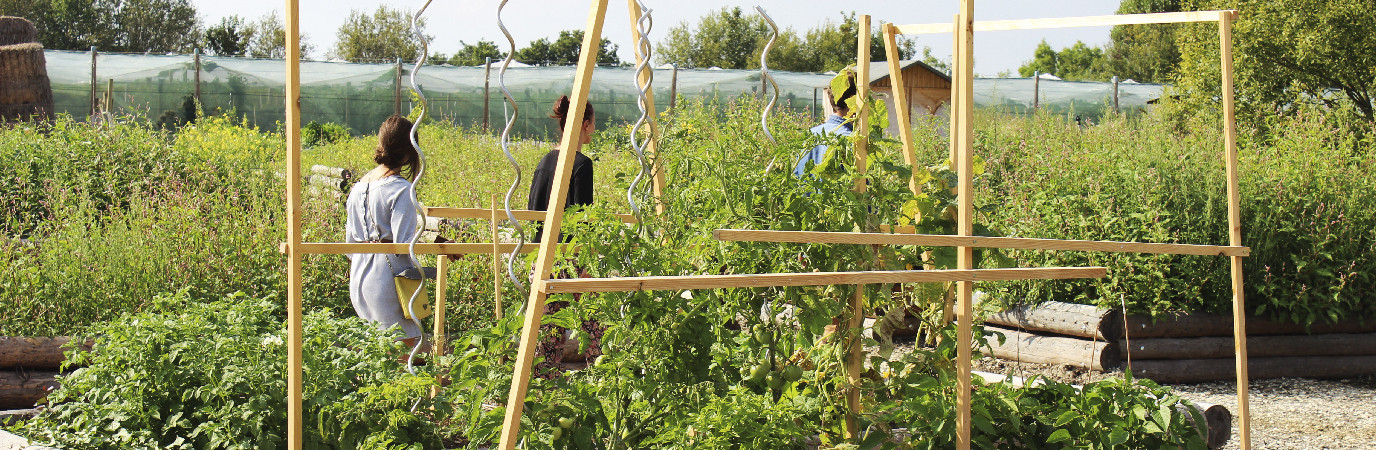 Promeneurs dans les champs de cultures de la Ferme de Gally dans les Yvelines.