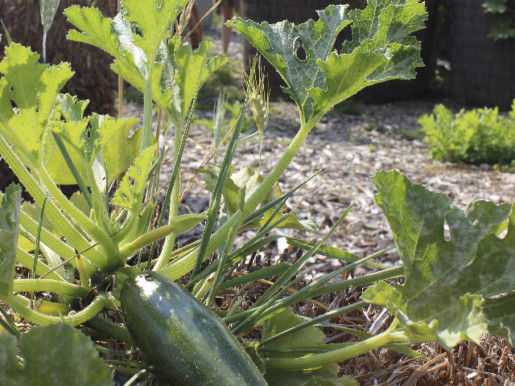 Plan de courgette.