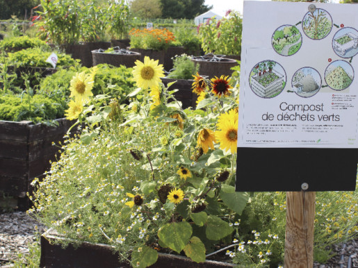 Carré de tournesols.