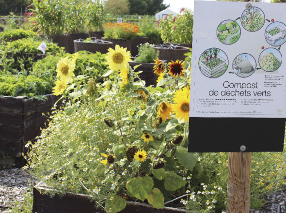 Carré de tournesols.