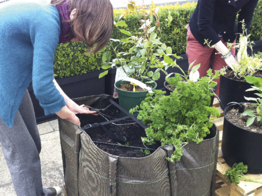 Culture dans un sac potager.