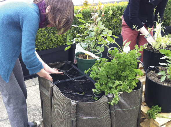 Culture dans un sac potager.