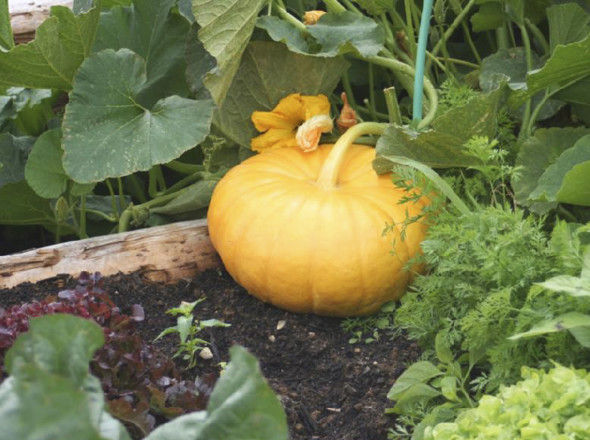 Gros plan d'un potiron.