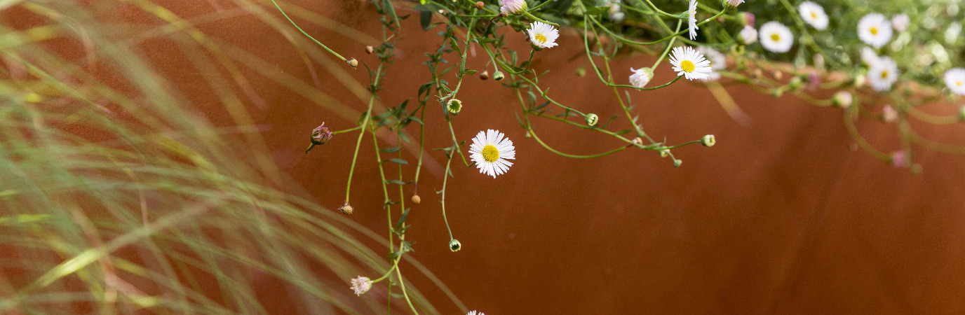 Gros plan sur une jardinière en bois exotique garnis de pâquerette des murailles.