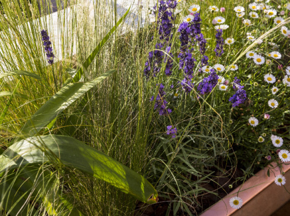 Stipa cheveux d’ange, lavande, pâquerette des murailles et plante-curry recomposent comme un coin de garrigue idéal, mêlant herbes, fleurs et senteurs.