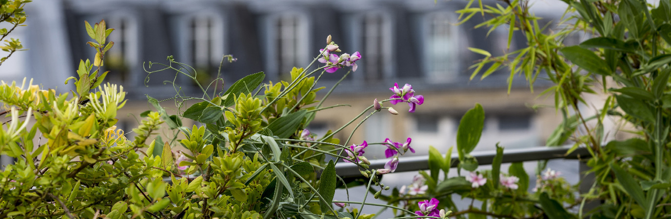 Gros plan de chèvrefeuille rose.