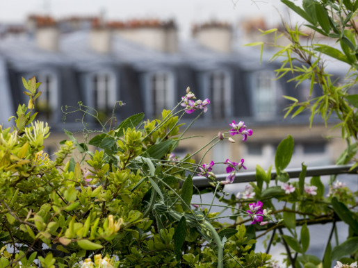 Gros plan de chèvrefeuille rose avec en arrière plan les toits de Paris.