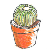 Cactus Echinocactus grusonii