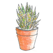 Haworthia Reinwardtii Form Zebrina