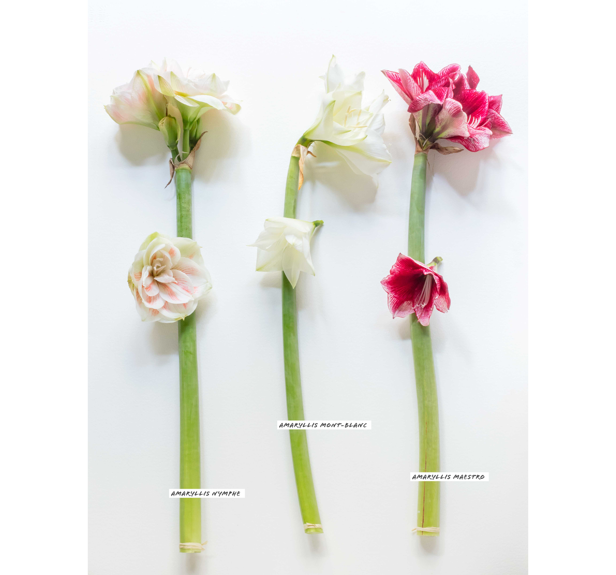 Amaryllis Nymphe, Amaryllis Mont-Blanc et Amaryllis Maestro.