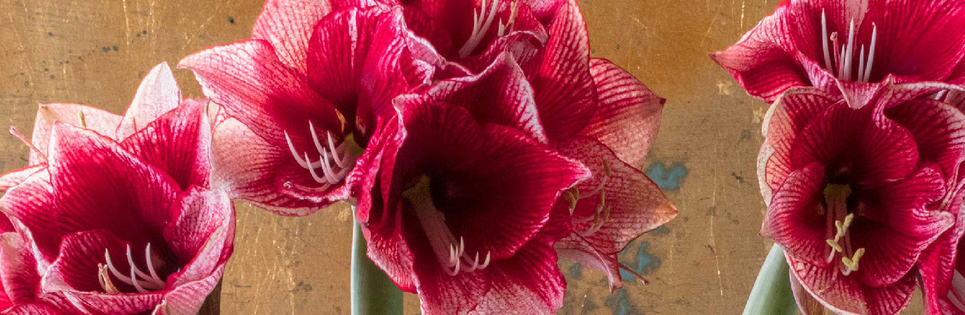 Bouquet d'Amaryllis Maestro.