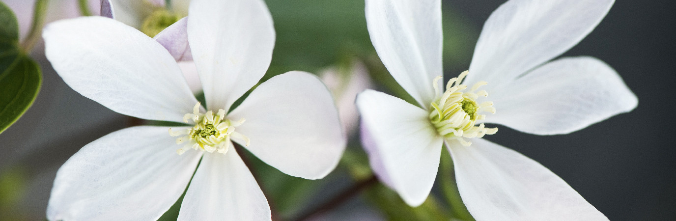 Gros plan de clématite blanche.