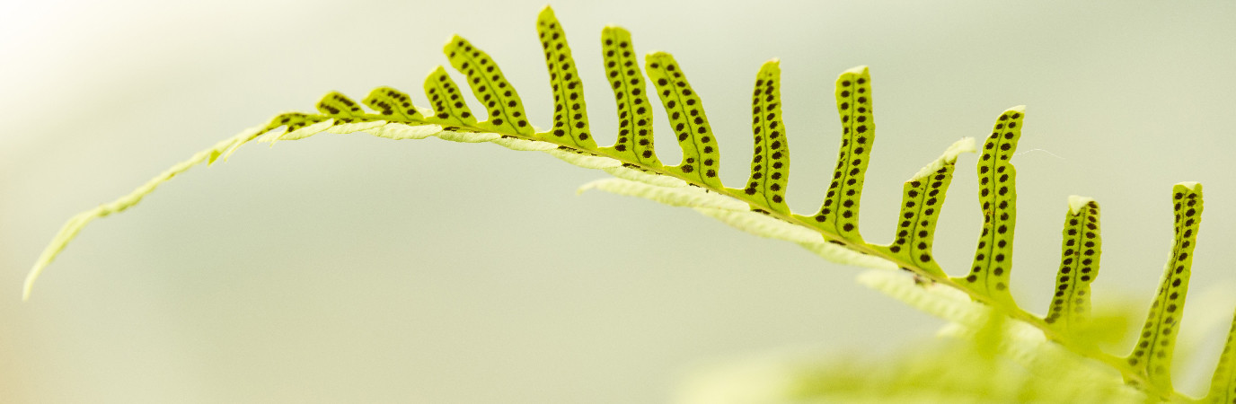 Gros plan de fougère polypodium vulgare.