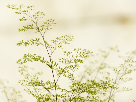 Gros plan de la fougère adiantum raddianum 