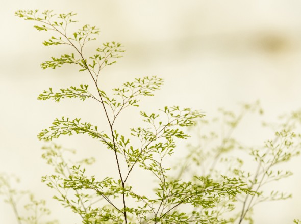 Gros plan de la fougère adiantum raddianum 