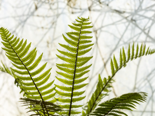 Gros plan de la fougère dryopteris pycnopteroides