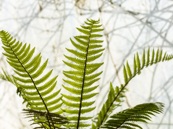 Gros plan de la fougère dryopteris pycnopteroides