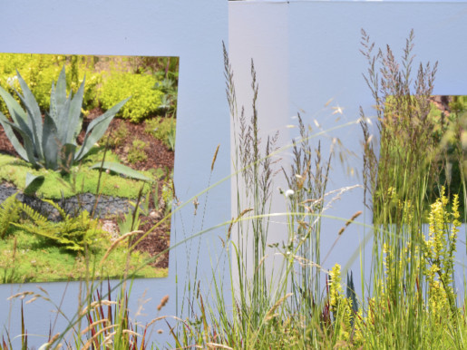 Gros plan d'un reflet d'une agave du jardin de Solène Ortoli primé au Festival de Chaumont.