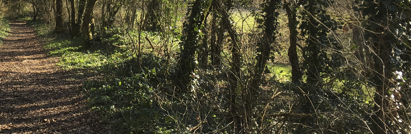 Arbres recouverts de lierres.