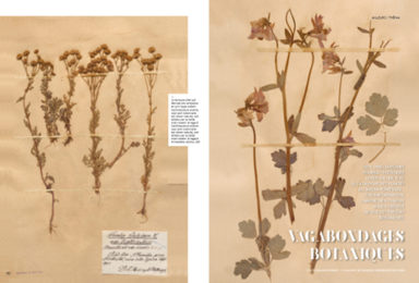 Garden Lab le numéro 6