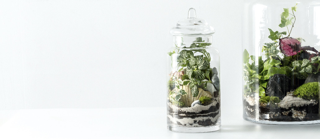 Création d'un terrarium dans un bocal de verre, vue de la réalisation terminé.