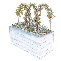 Jardinière fruité, kiwi, fraises, ciboulette, basilic