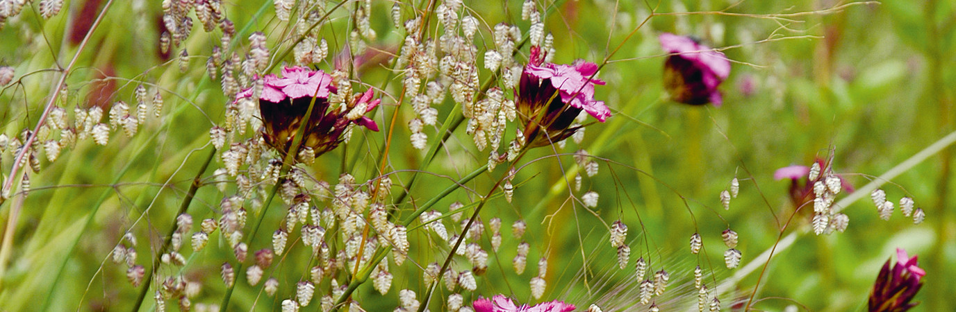 œillet des chartreux, jardin, étage, ville, Gardenfab.fr