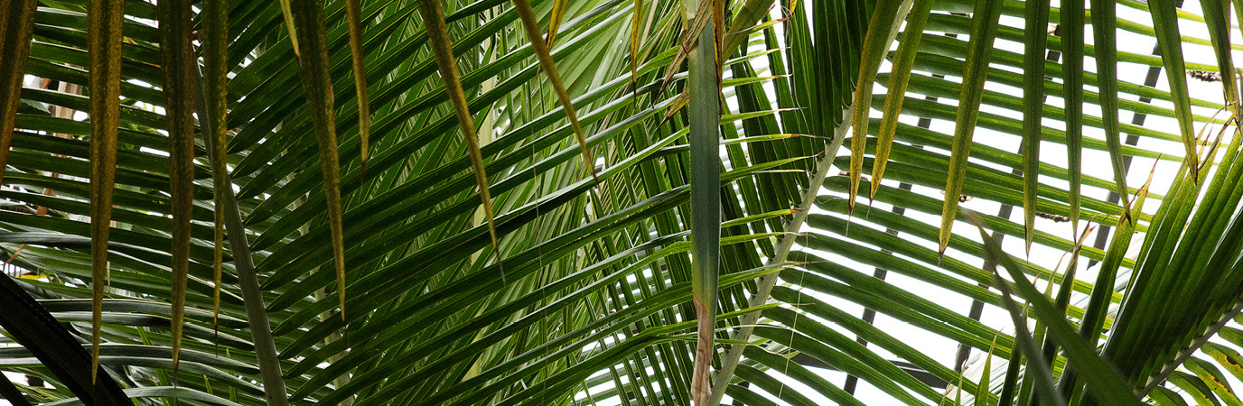 Le jardin botanique de la tête-d’Or, à Lyon.