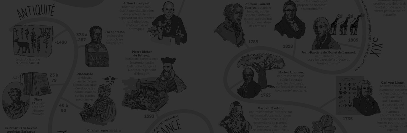 Infographie, classification des plantes.