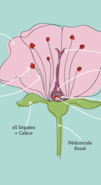 Infographie, classification des plantes.