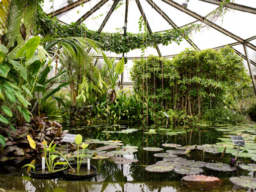 Intérieur d'une serre du jardin botanique de Lyon.