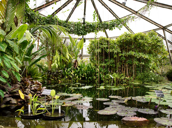 Intérieur d'une serre du jardin botanique de Lyon.