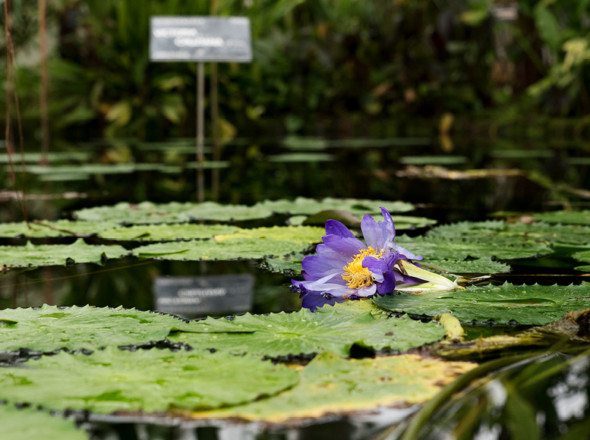 Intérieur d'une serre du jardin botanique de Lyon.