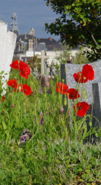 Fleurs de coquelicots dans un cimetière