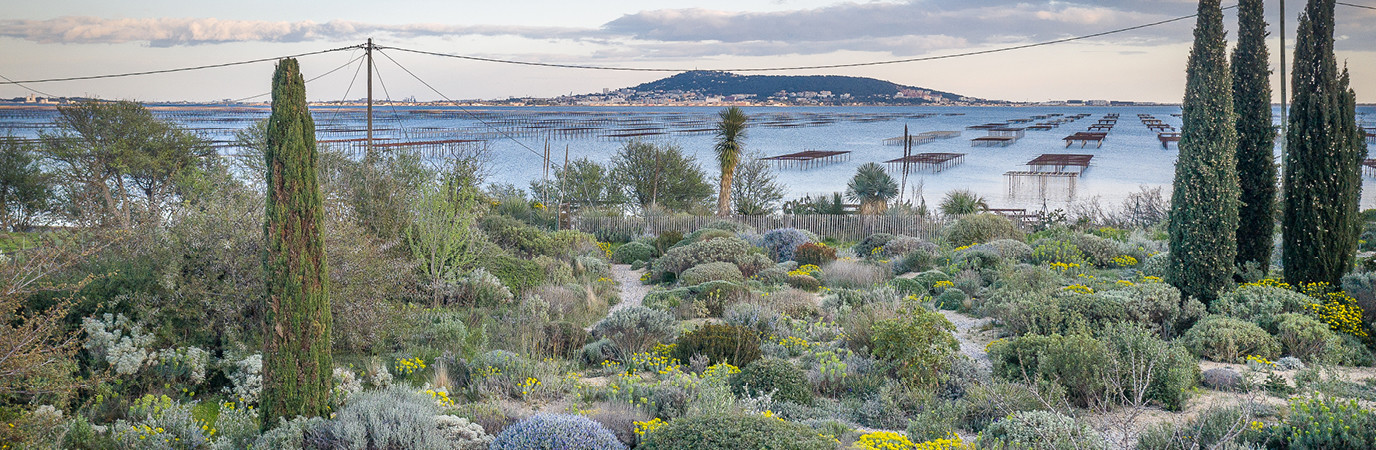 Pépinière Filippi, plantes méditéranéenes.