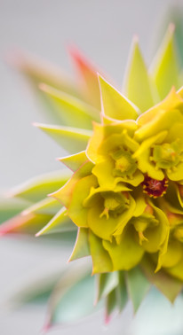 Euphorbe, Garden_Lab10, Jardins et sécheresse.