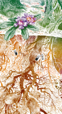 Jardinages des racines, Illustration Vincent Gravé, Garden_Lab#10 Jardins & sécheresse
