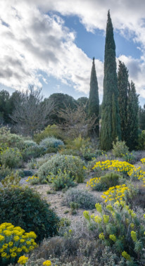 Pépinière Filippi, plantes méditéranéenes.