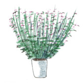 Phlomis bovei subsp. maroccana, DIY, gardenfab.fr