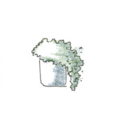 Euphorbia myrsinites, DIY, gardenfab.fr