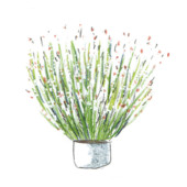 SL_DIY_Centaurea bella