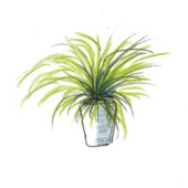 Carex remota, DIY, gardenfab.fr
