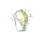 Erigeron karvinskianus, DIY, gardenfab.fr