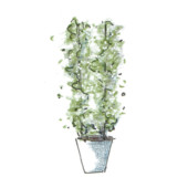 Trachelospermum jasminoides, DIY, gardenfab.fr