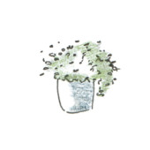 Erigeron karvinskianus, DIY, gardenfab.fr