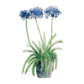 Agapanthe ‘Flower of Love’