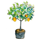 Citrus limon ‘Sanguineum’