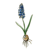 Muscari ‘Early Magic’