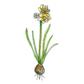 Narcissus tazetta ‘Erlicheer’