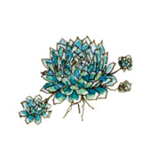 Sempervivum Chick Charms ‘Berry Blues’